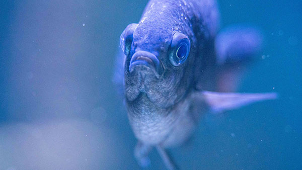 aquarium_08.jpg