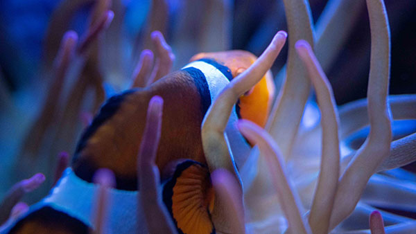 aquarium_09.jpg