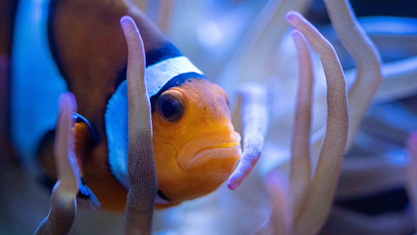 aquarium_11.jpg