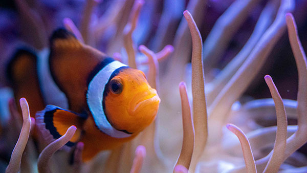 aquarium_12.jpg