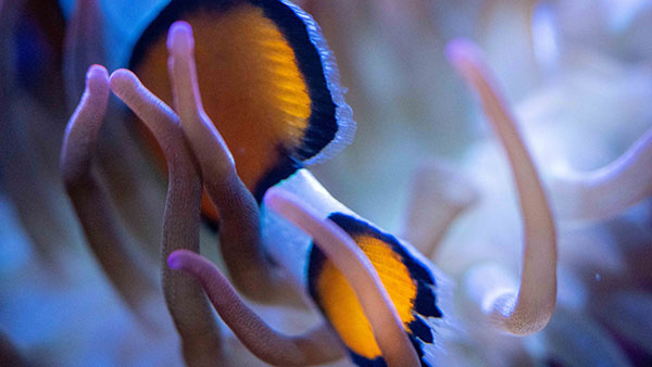 aquarium_14.jpg