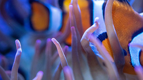 aquarium_15.jpg