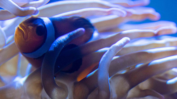 aquarium_16.jpg