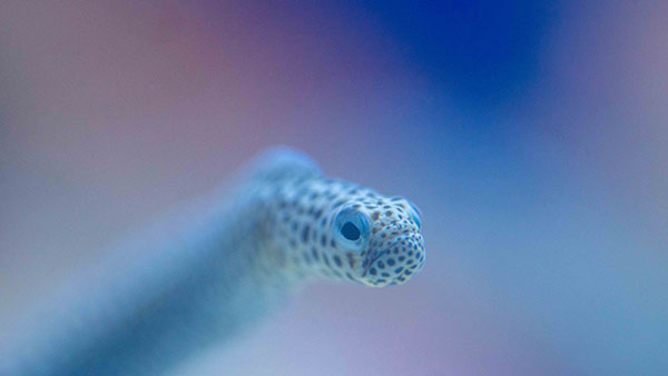 aquarium_17.jpg