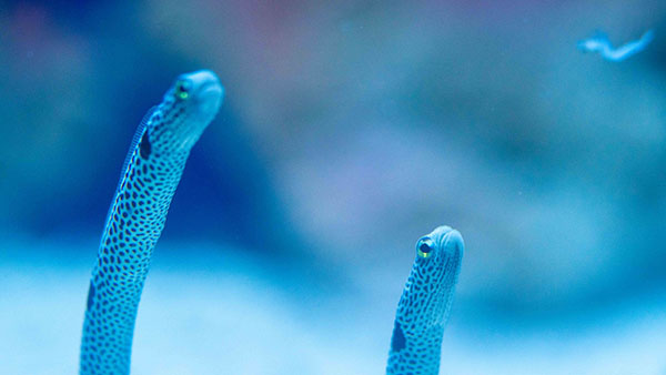 aquarium_19.jpg
