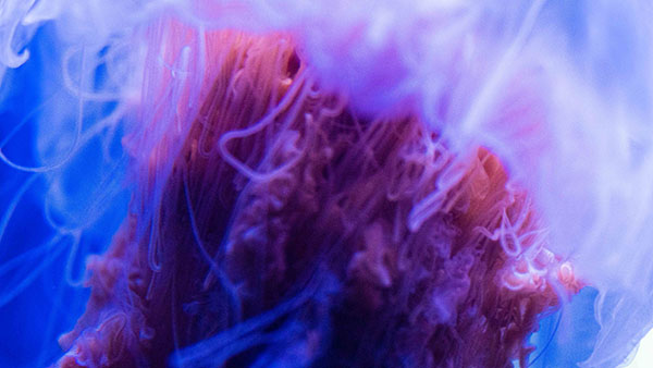 aquarium_20.jpg