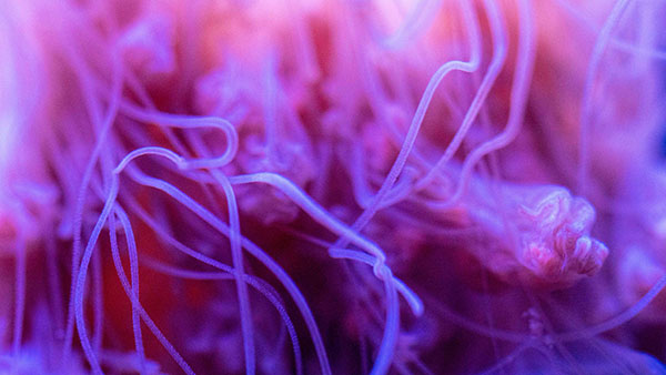 aquarium_21.jpg