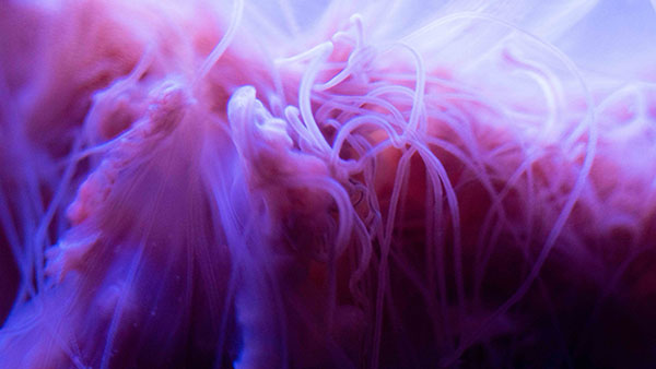 aquarium_22.jpg