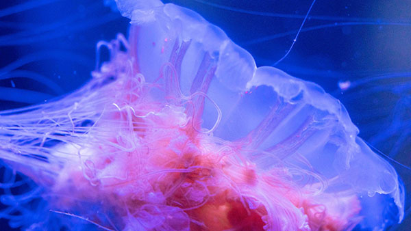 aquarium_24.jpg
