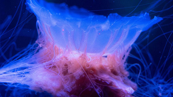 aquarium_25.jpg