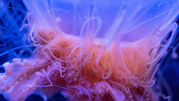 aquarium_26.jpg