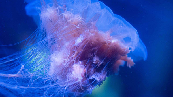 aquarium_27.jpg