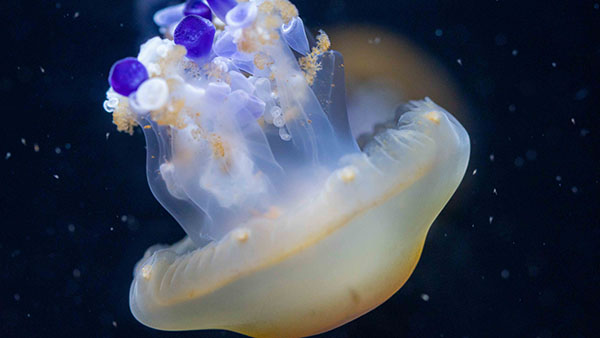 aquarium_29.jpg