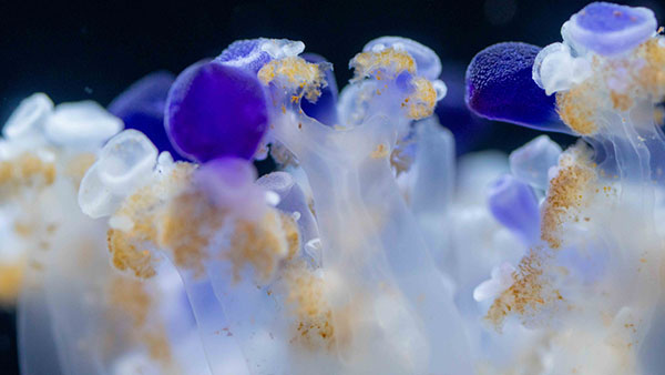 aquarium_30.jpg