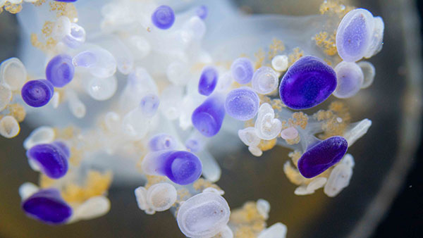 aquarium_31.jpg