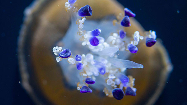 aquarium_32.jpg