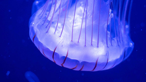 aquarium_33.jpg