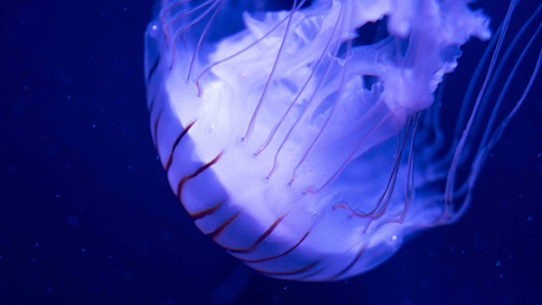aquarium_34.jpg