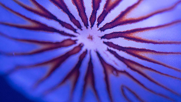 aquarium_35.jpg