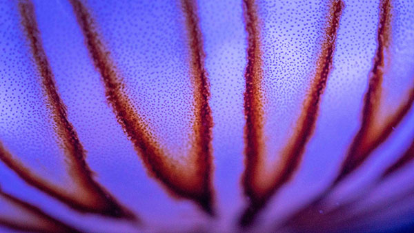 aquarium_36.jpg