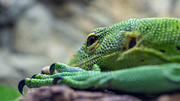aquarium_37.jpg