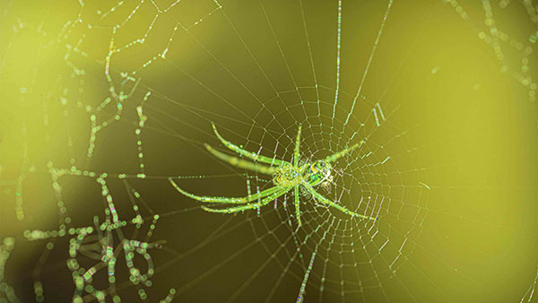 spider.jpg